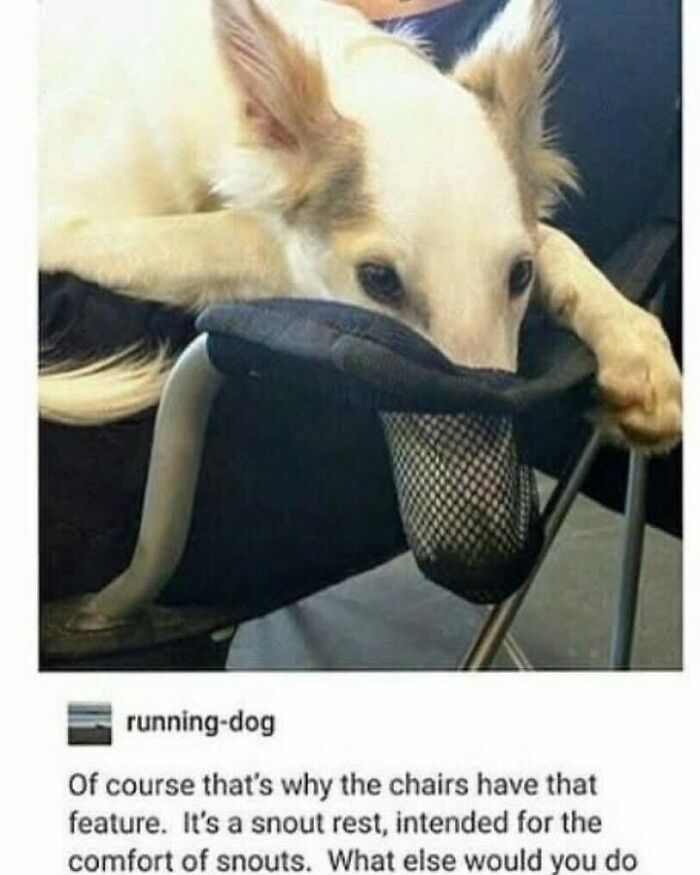 80 Dog Memes That Prove Our Lives Would Be Boring Without These Fluffy Weirdos 80 Dog Memes That Prove Our Lives Would Be Boring Without These Fluffy Weirdos