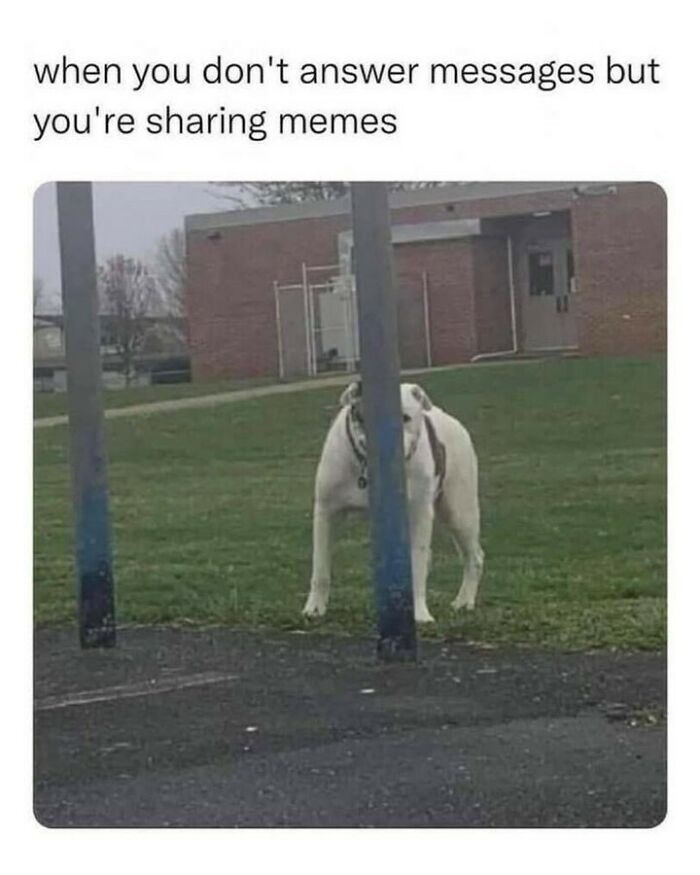 80 Dog Memes That Prove Our Lives Would Be Boring Without These Fluffy Weirdos 80 Dog Memes That Prove Our Lives Would Be Boring Without These Fluffy Weirdos