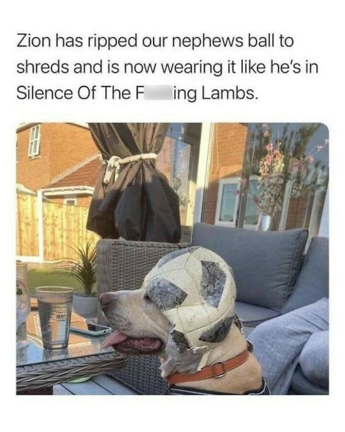 80 Dog Memes That Prove Our Lives Would Be Boring Without These Fluffy Weirdos 80 Dog Memes That Prove Our Lives Would Be Boring Without These Fluffy Weirdos