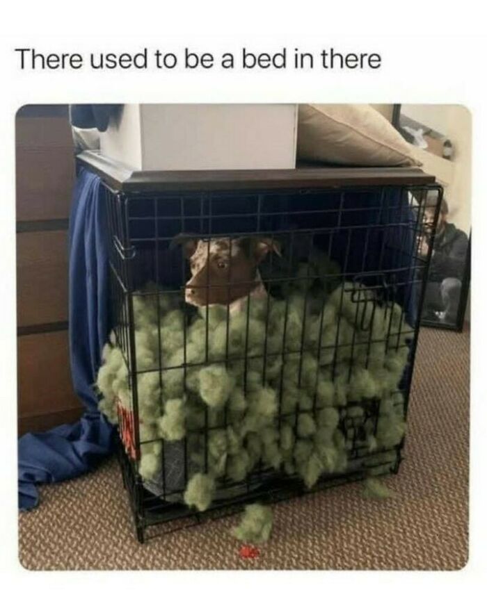 80 Dog Memes That Prove Our Lives Would Be Boring Without These Fluffy Weirdos 80 Dog Memes That Prove Our Lives Would Be Boring Without These Fluffy Weirdos