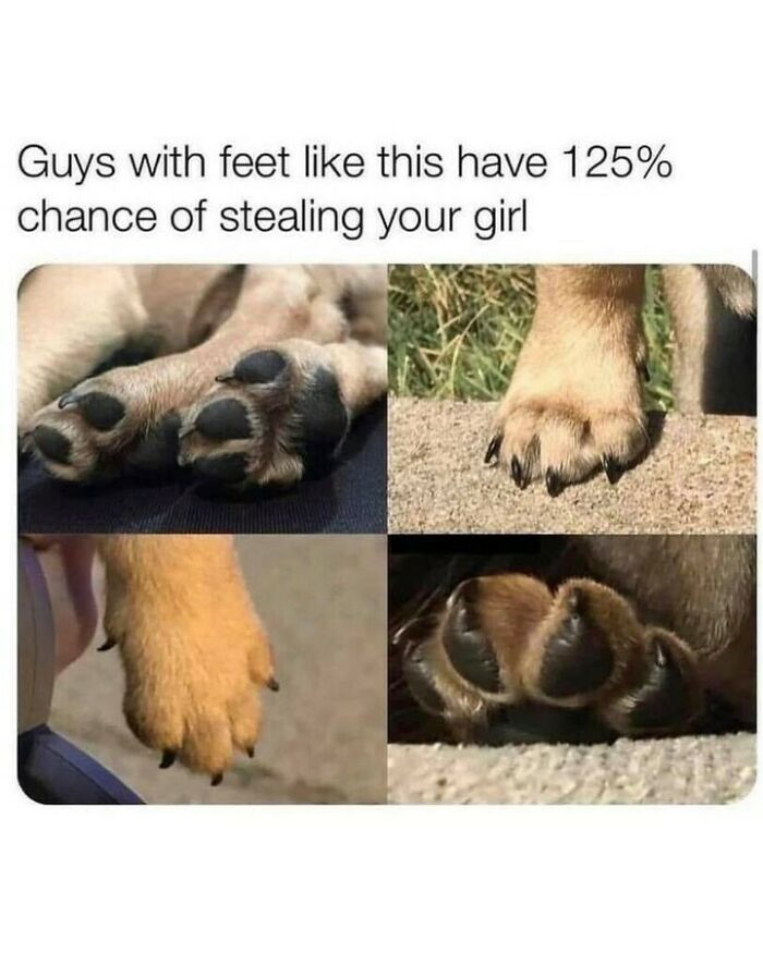 80 Dog Memes That Prove Our Lives Would Be Boring Without These Fluffy Weirdos 80 Dog Memes That Prove Our Lives Would Be Boring Without These Fluffy Weirdos