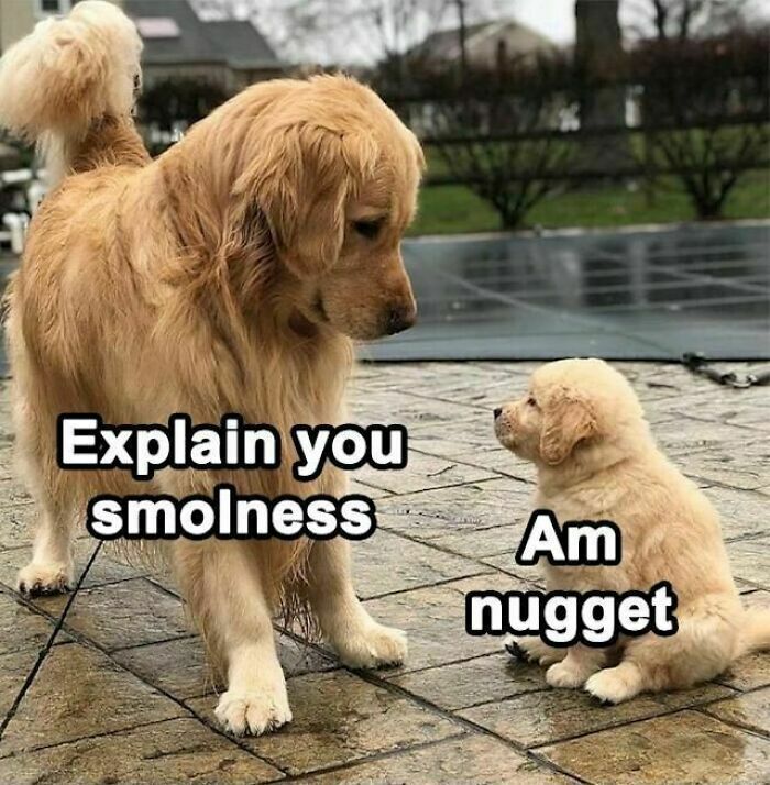 80 Dog Memes That Prove Our Lives Would Be Boring Without These Fluffy Weirdos 80 Dog Memes That Prove Our Lives Would Be Boring Without These Fluffy Weirdos