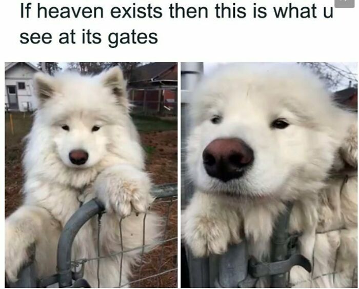 80 Dog Memes That Prove Our Lives Would Be Boring Without These Fluffy Weirdos 80 Dog Memes That Prove Our Lives Would Be Boring Without These Fluffy Weirdos