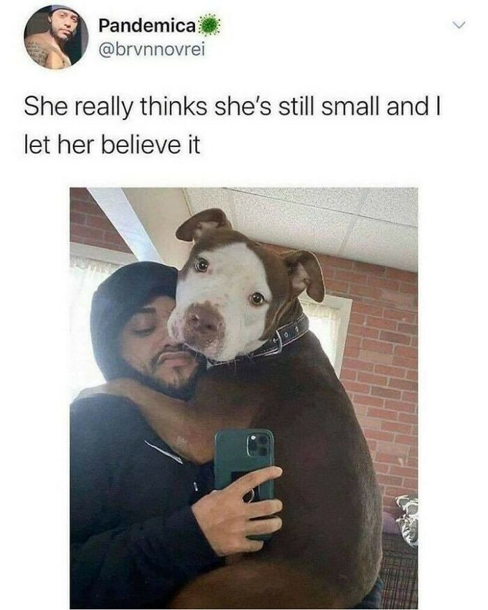 80 Dog Memes That Prove Our Lives Would Be Boring Without These Fluffy Weirdos 80 Dog Memes That Prove Our Lives Would Be Boring Without These Fluffy Weirdos
