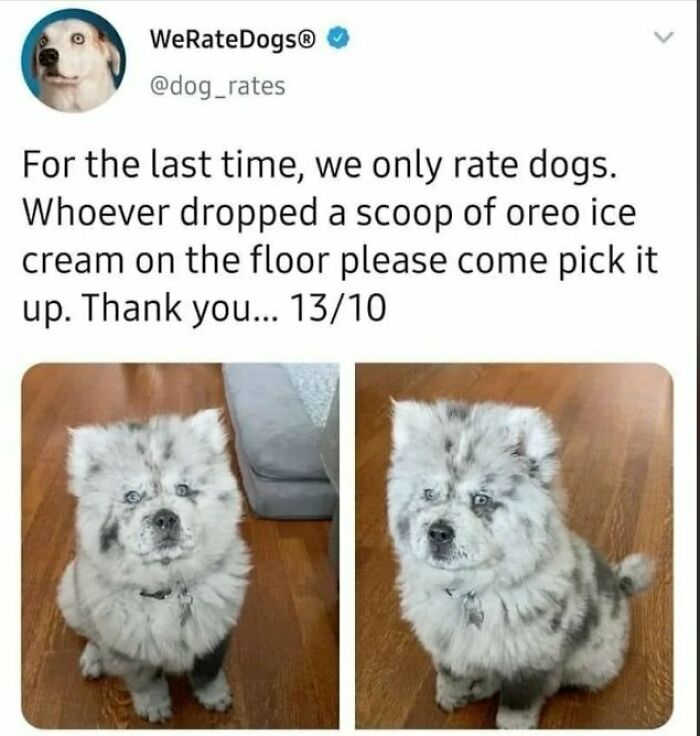 80 Dog Memes That Prove Our Lives Would Be Boring Without These Fluffy Weirdos 80 Dog Memes That Prove Our Lives Would Be Boring Without These Fluffy Weirdos
