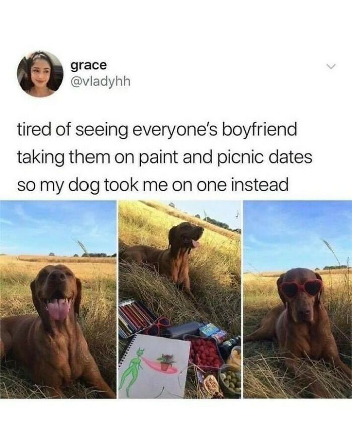 80 Dog Memes That Prove Our Lives Would Be Boring Without These Fluffy Weirdos 80 Dog Memes That Prove Our Lives Would Be Boring Without These Fluffy Weirdos