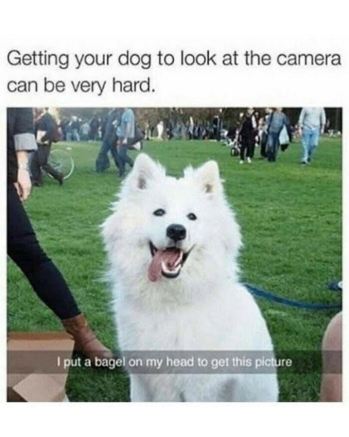 80 Dog Memes That Prove Our Lives Would Be Boring Without These Fluffy Weirdos 80 Dog Memes That Prove Our Lives Would Be Boring Without These Fluffy Weirdos