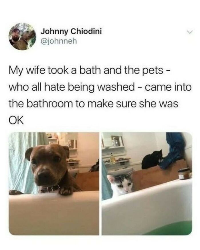 80 Dog Memes That Prove Our Lives Would Be Boring Without These Fluffy Weirdos 80 Dog Memes That Prove Our Lives Would Be Boring Without These Fluffy Weirdos