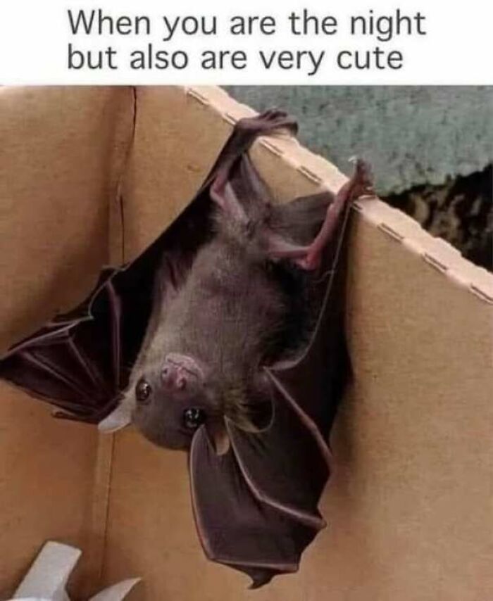 67 Wholesome Memes That Are Funny For All The Right Reasons 67 Wholesome Memes That Are Funny For All The Right Reasons