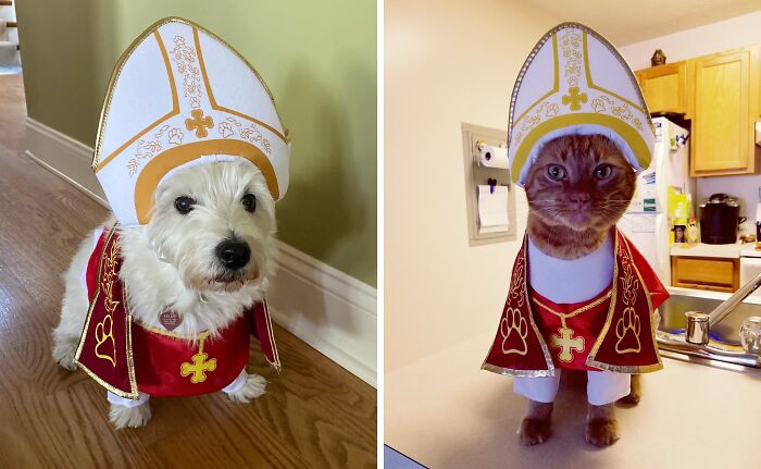 30 Hilarious Pet Halloween Costumes That Prove Your Fur Baby Was Born Ready For The Spotlight
