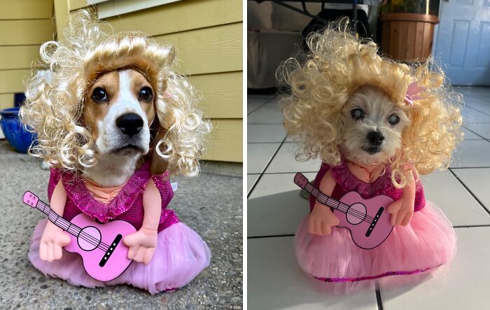 30 Hilarious Pet Halloween Costumes That Prove Your Fur Baby Was Born Ready For The Spotlight