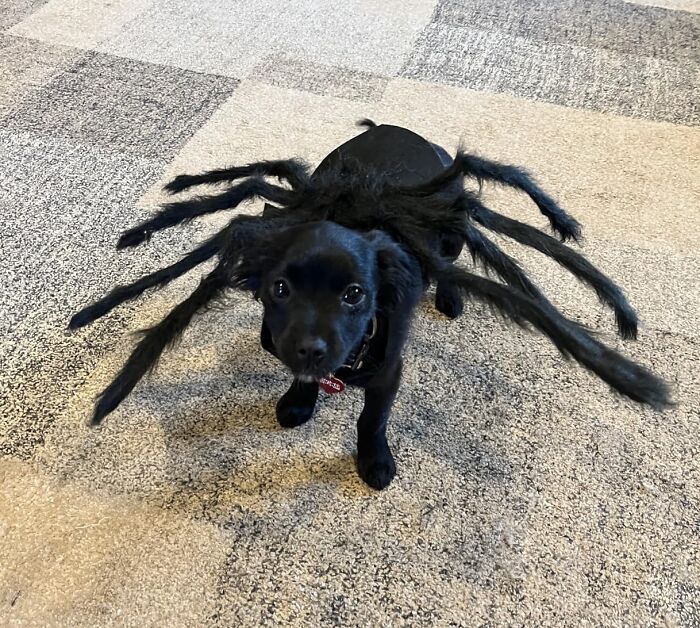 30 Hilarious Pet Halloween Costumes That Prove Your Fur Baby Was Born Ready For The Spotlight