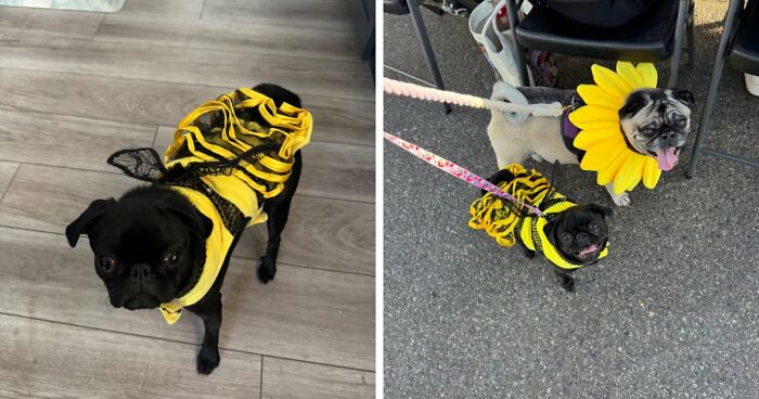 30 Hilarious Pet Halloween Costumes That Prove Your Fur Baby Was Born Ready For The Spotlight
