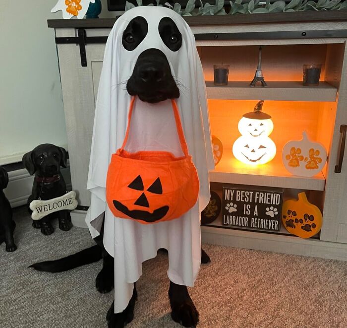 30 Hilarious Pet Halloween Costumes That Prove Your Fur Baby Was Born Ready For The Spotlight