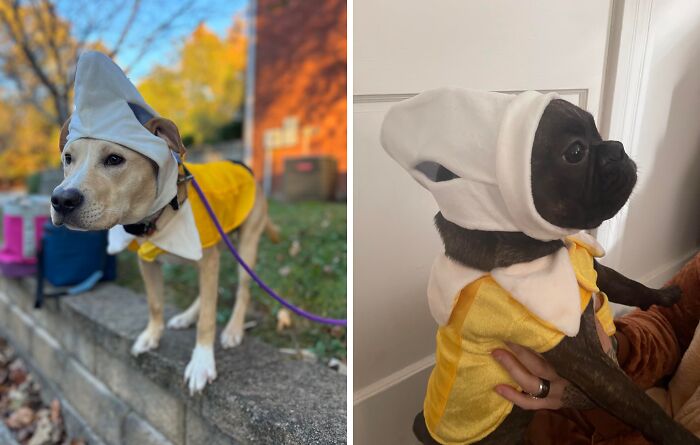 30 Hilarious Pet Halloween Costumes That Prove Your Fur Baby Was Born Ready For The Spotlight