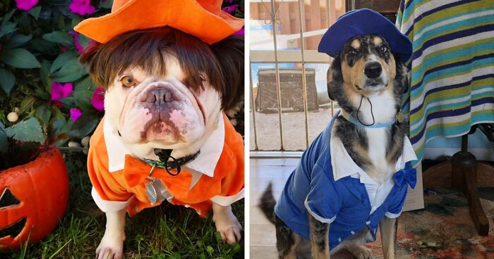 30 Hilarious Pet Halloween Costumes That Prove Your Fur Baby Was Born Ready For The Spotlight