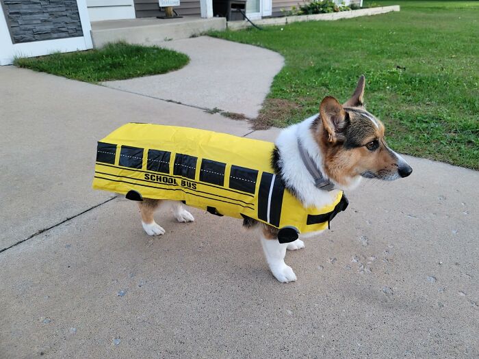 30 Hilarious Pet Halloween Costumes That Prove Your Fur Baby Was Born Ready For The Spotlight