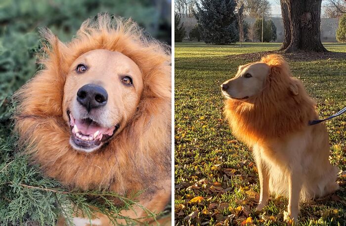 30 Hilarious Pet Halloween Costumes That Prove Your Fur Baby Was Born Ready For The Spotlight