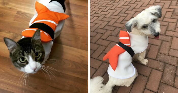 30 Hilarious Pet Halloween Costumes That Prove Your Fur Baby Was Born Ready For The Spotlight