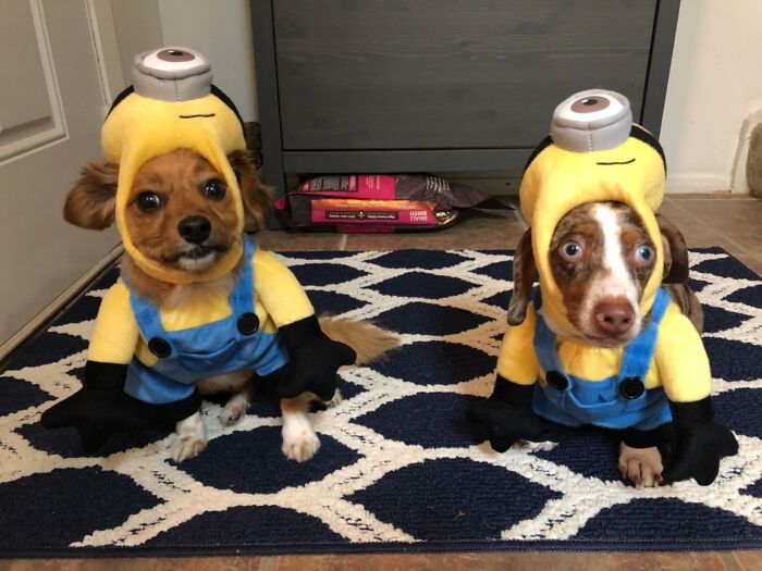30 Hilarious Pet Halloween Costumes That Prove Your Fur Baby Was Born Ready For The Spotlight