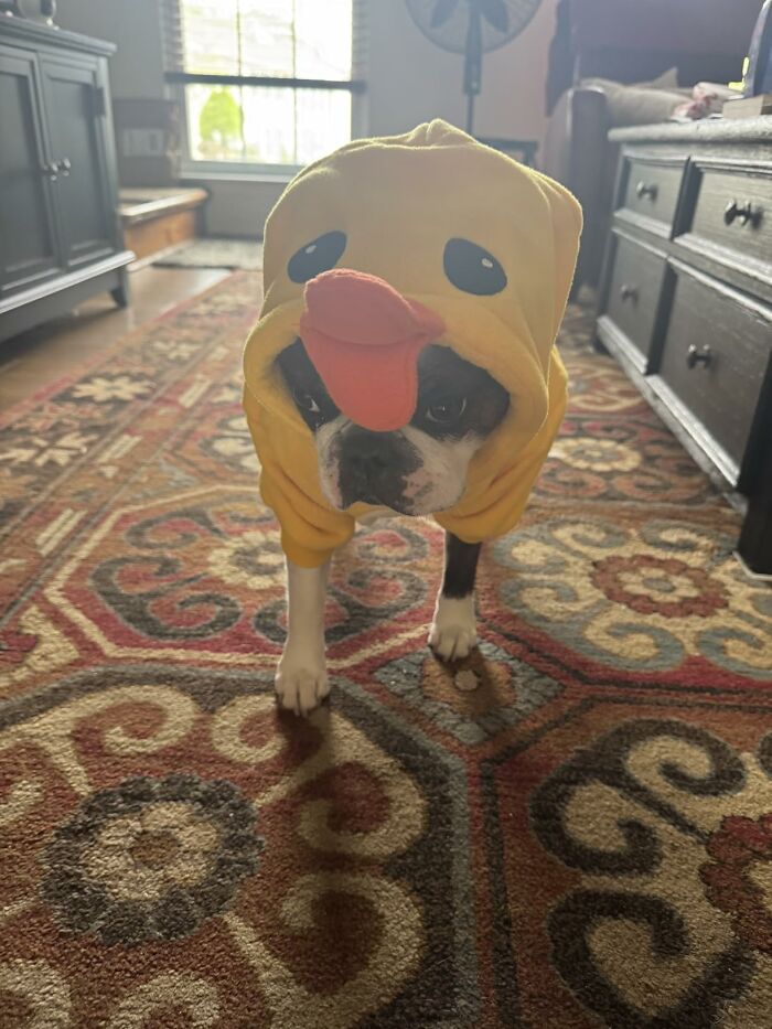 30 Hilarious Pet Halloween Costumes That Prove Your Fur Baby Was Born Ready For The Spotlight