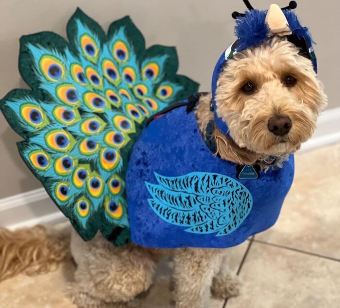 30 Hilarious Pet Halloween Costumes That Prove Your Fur Baby Was Born Ready For The Spotlight