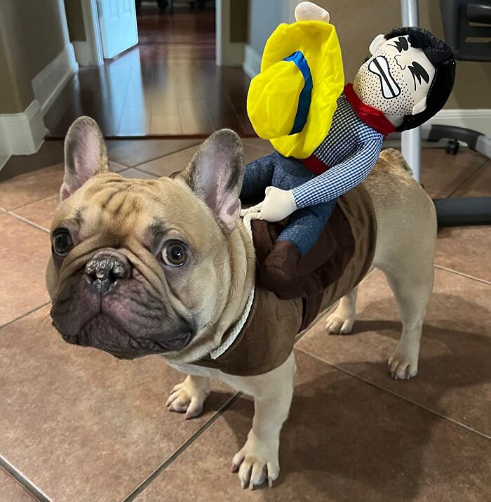 30 Hilarious Pet Halloween Costumes That Prove Your Fur Baby Was Born Ready For The Spotlight