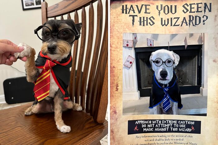 30 Hilarious Pet Halloween Costumes That Prove Your Fur Baby Was Born Ready For The Spotlight