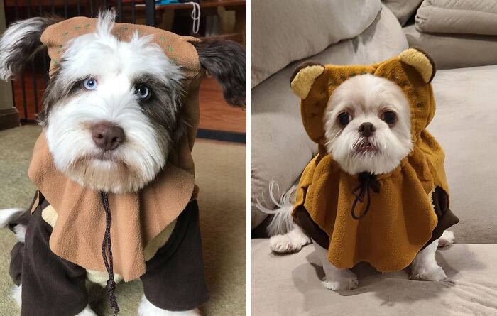 30 Hilarious Pet Halloween Costumes That Prove Your Fur Baby Was Born Ready For The Spotlight