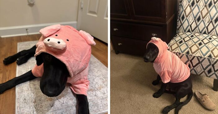 30 Hilarious Pet Halloween Costumes That Prove Your Fur Baby Was Born Ready For The Spotlight