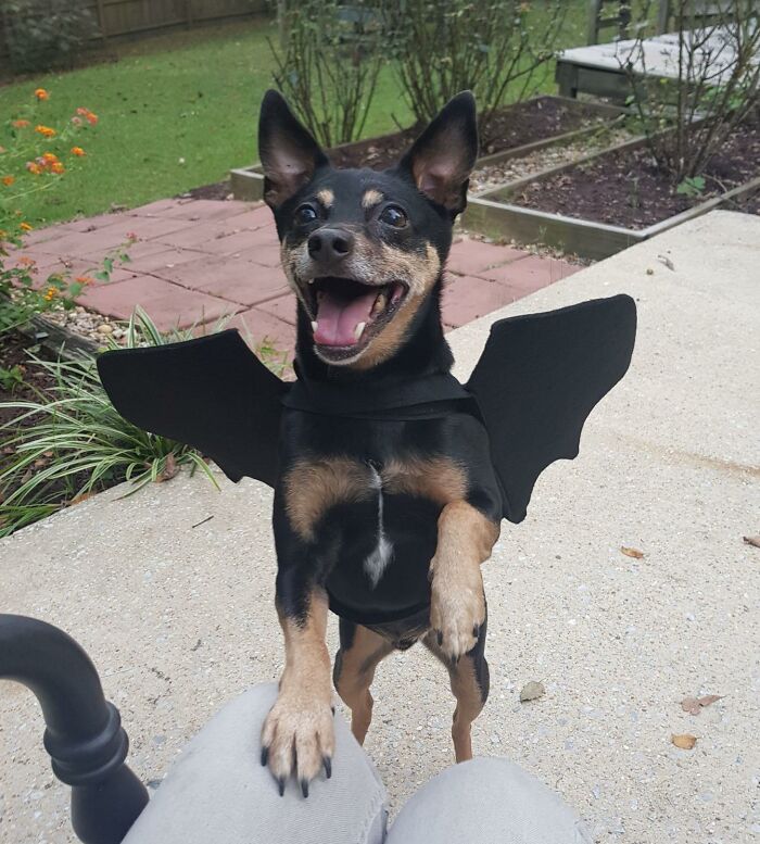 30 Hilarious Pet Halloween Costumes That Prove Your Fur Baby Was Born Ready For The Spotlight
