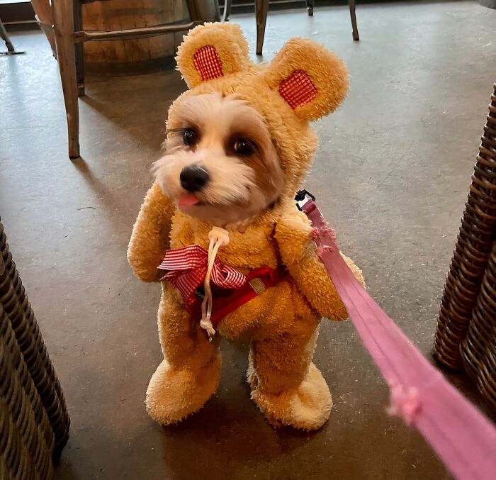 30 Hilarious Pet Halloween Costumes That Prove Your Fur Baby Was Born Ready For The Spotlight