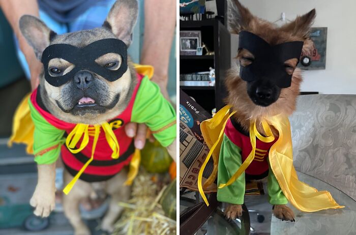 30 Hilarious Pet Halloween Costumes That Prove Your Fur Baby Was Born Ready For The Spotlight