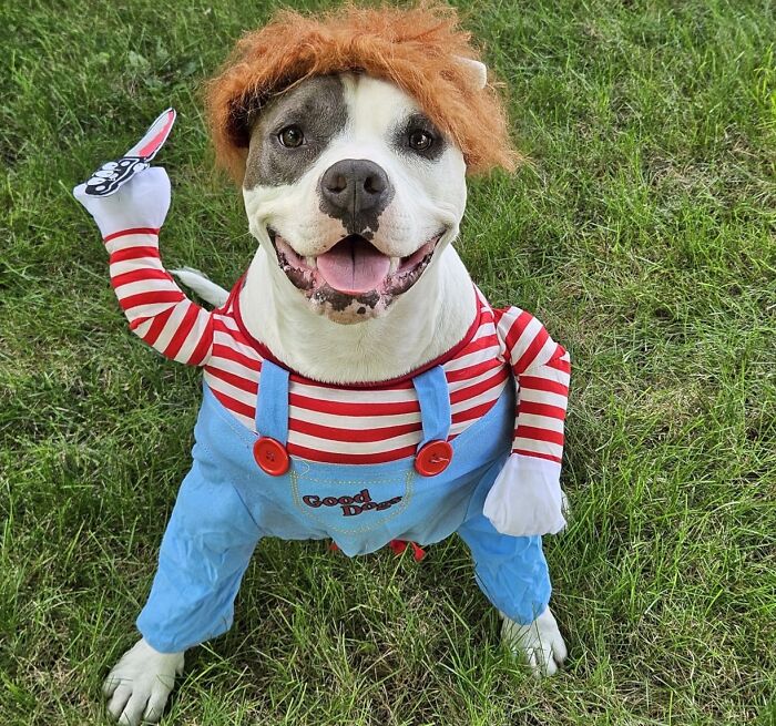 30 Hilarious Pet Halloween Costumes That Prove Your Fur Baby Was Born Ready For The Spotlight