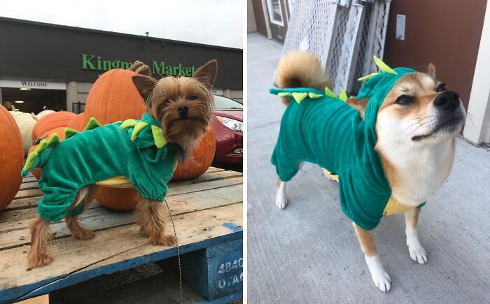 30 Hilarious Pet Halloween Costumes That Prove Your Fur Baby Was Born Ready For The Spotlight