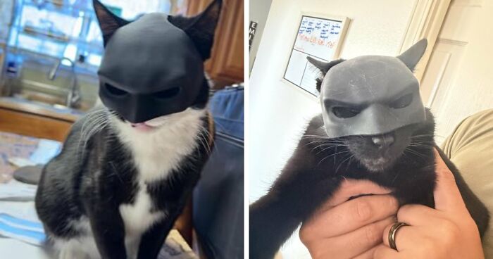 30 Hilarious Pet Halloween Costumes That Prove Your Fur Baby Was Born Ready For The Spotlight