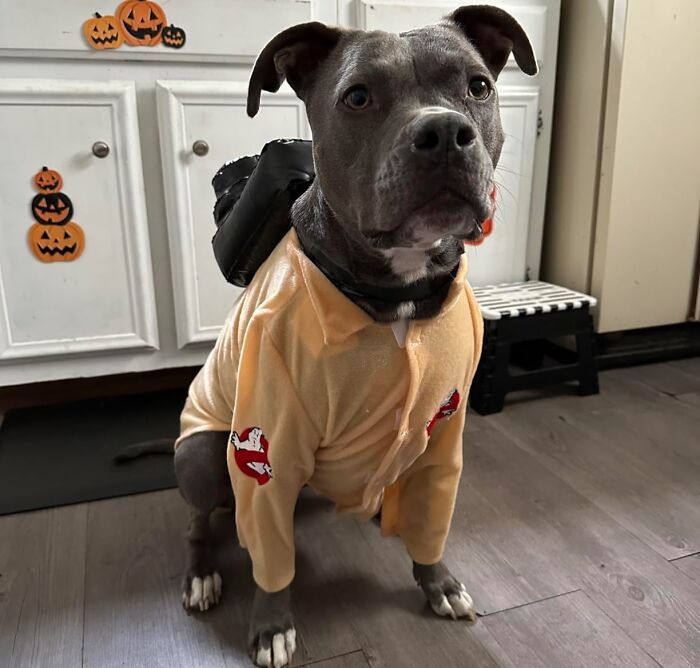 30 Hilarious Pet Halloween Costumes That Prove Your Fur Baby Was Born Ready For The Spotlight