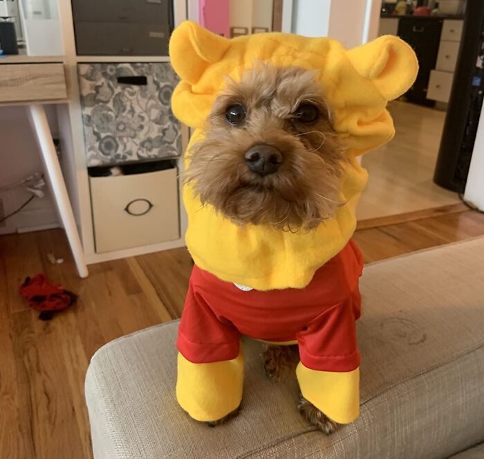 30 Hilarious Pet Halloween Costumes That Prove Your Fur Baby Was Born Ready For The Spotlight