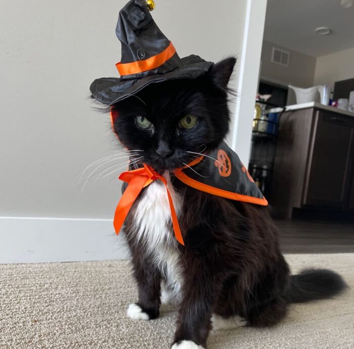30 Hilarious Pet Halloween Costumes That Prove Your Fur Baby Was Born Ready For The Spotlight