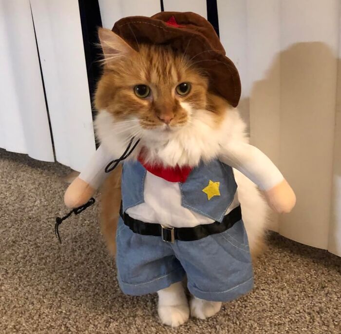 30 Hilarious Pet Halloween Costumes That Prove Your Fur Baby Was Born Ready For The Spotlight