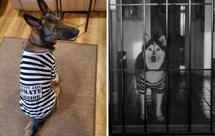 30 Hilarious Pet Halloween Costumes That Prove Your Fur Baby Was Born Ready For The Spotlight