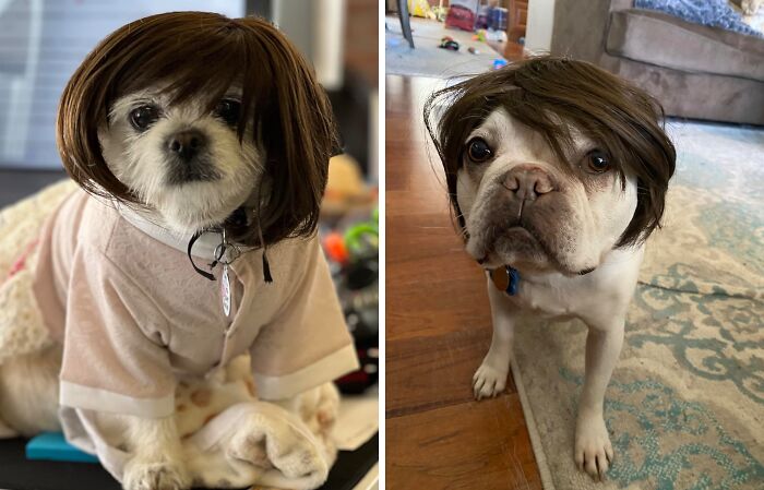 30 Hilarious Pet Halloween Costumes That Prove Your Fur Baby Was Born Ready For The Spotlight