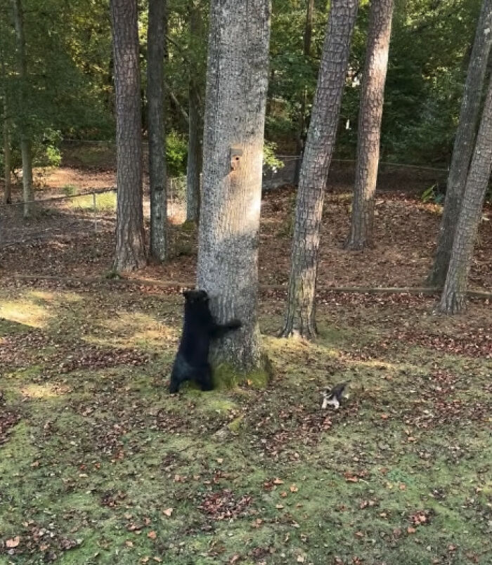 Tiny Yorkie Chases A Massive Bear Out Of His Backyard, And Netizens Can’t Believe Their Eyes Tiny Yorkie Chases A Massive Bear Out Of His Backyard, And Netizens Can’t Believe Their Eyes