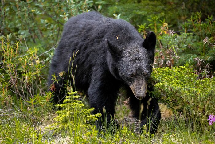 Tiny Yorkie Chases A Massive Bear Out Of His Backyard, And Netizens Can’t Believe Their Eyes Tiny Yorkie Chases A Massive Bear Out Of His Backyard, And Netizens Can’t Believe Their Eyes