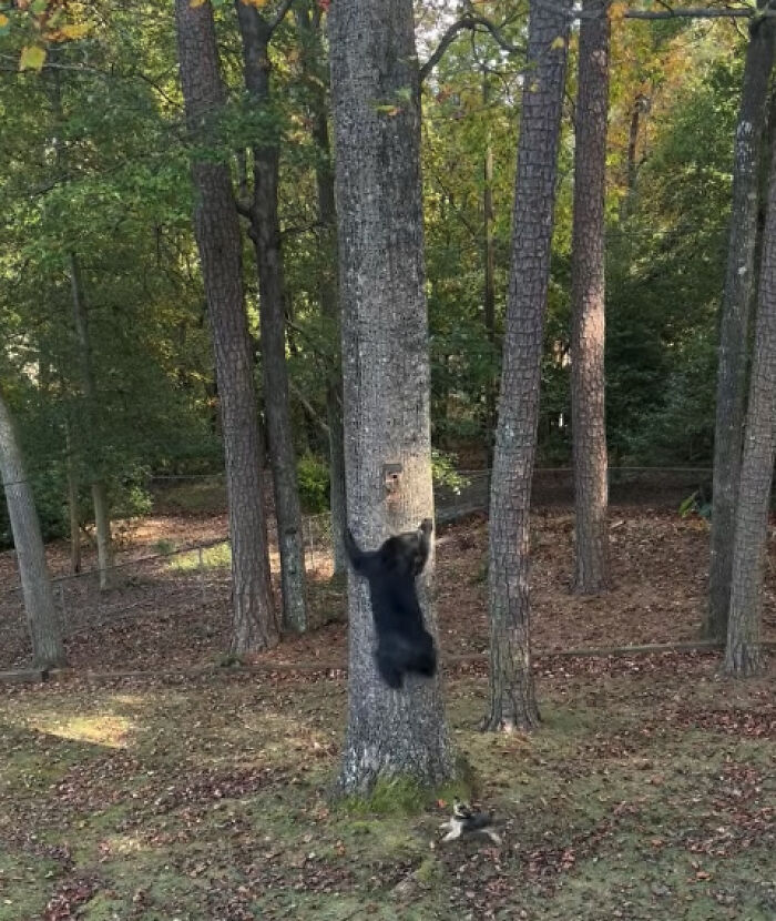 Tiny Yorkie Chases A Massive Bear Out Of His Backyard, And Netizens Can’t Believe Their Eyes Tiny Yorkie Chases A Massive Bear Out Of His Backyard, And Netizens Can’t Believe Their Eyes