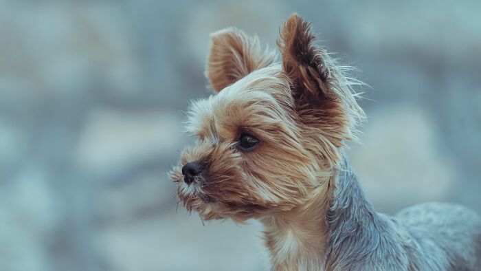 Tiny Yorkie Chases A Massive Bear Out Of His Backyard, And Netizens Can’t Believe Their Eyes Tiny Yorkie Chases A Massive Bear Out Of His Backyard, And Netizens Can’t Believe Their Eyes
