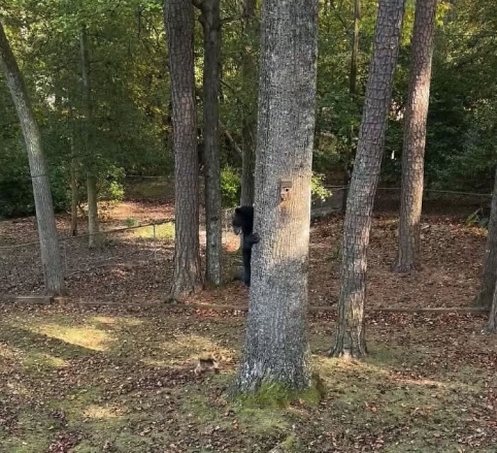 Tiny Yorkie Chases A Massive Bear Out Of His Backyard, And Netizens Can’t Believe Their Eyes Tiny Yorkie Chases A Massive Bear Out Of His Backyard, And Netizens Can’t Believe Their Eyes