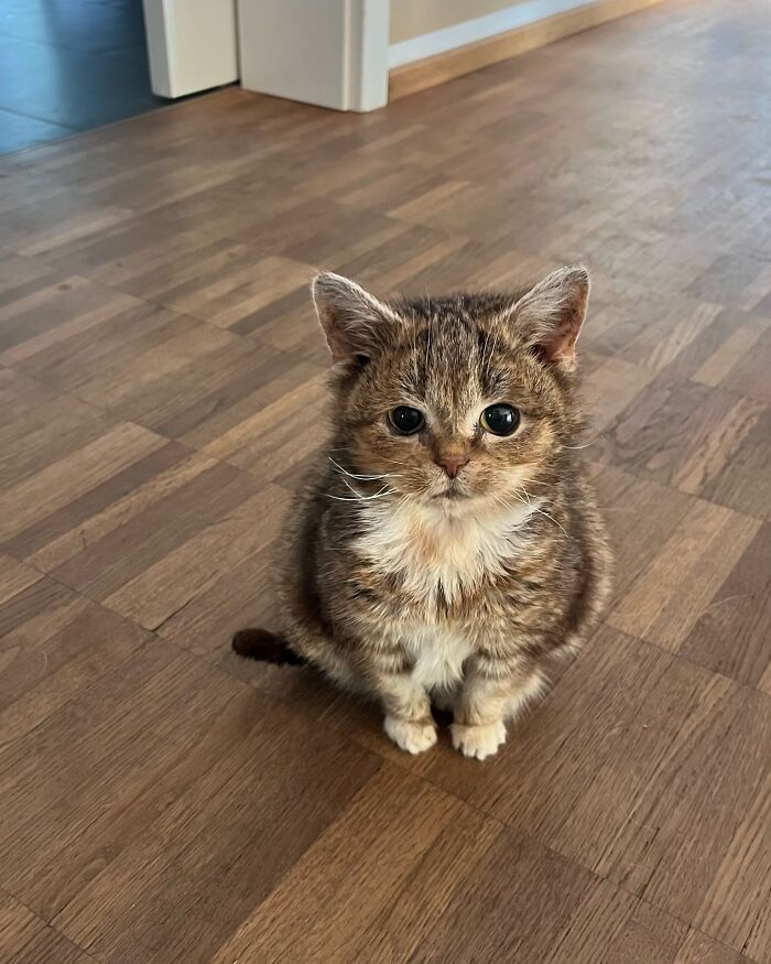 This Adorable Cat Stayed Kitten-Sized His Entire Life And Surprised Everyone By Living To 14 This Adorable Cat Stayed Kitten-Sized His Entire Life And Surprised Everyone By Living To 14