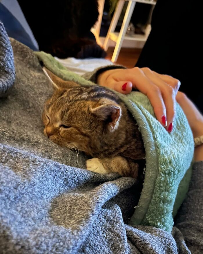This Adorable Cat Stayed Kitten-Sized His Entire Life And Surprised Everyone By Living To 14 This Adorable Cat Stayed Kitten-Sized His Entire Life And Surprised Everyone By Living To 14