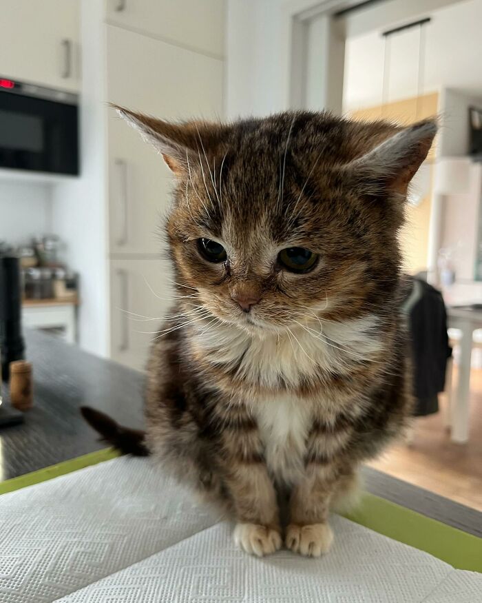 This Adorable Cat Stayed Kitten-Sized His Entire Life And Surprised Everyone By Living To 14 This Adorable Cat Stayed Kitten-Sized His Entire Life And Surprised Everyone By Living To 14